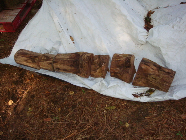 Found a walnut log and cut it into pieces